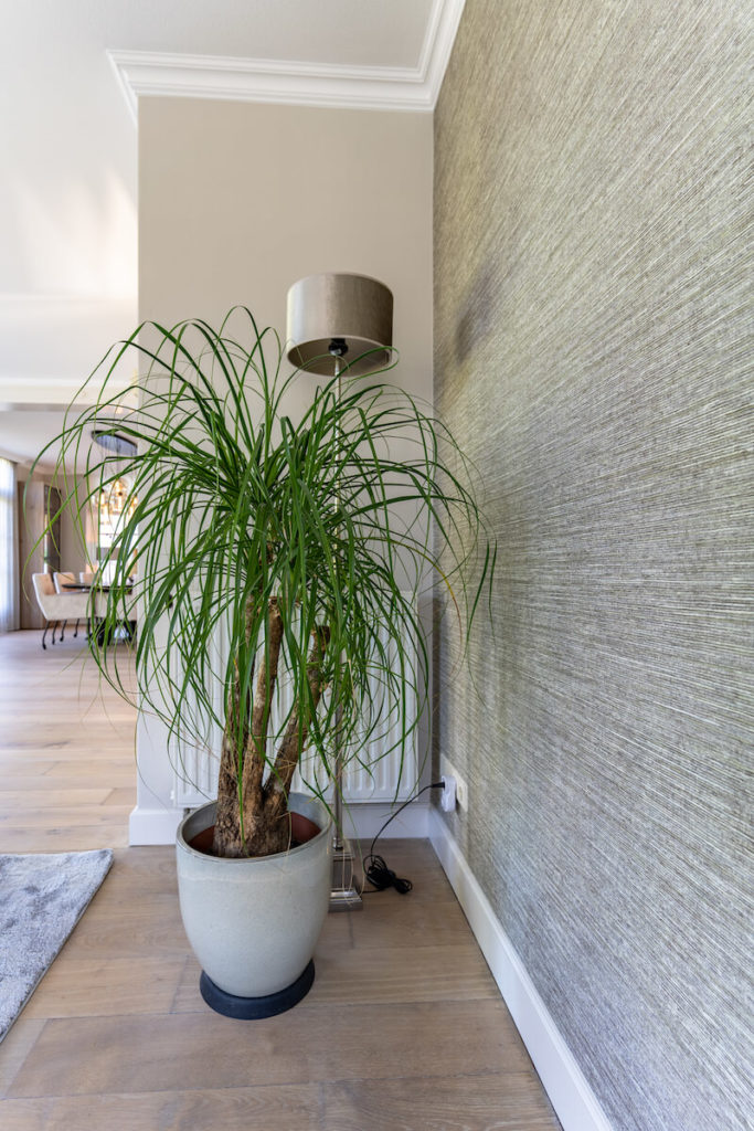 Plant in pot en lamp