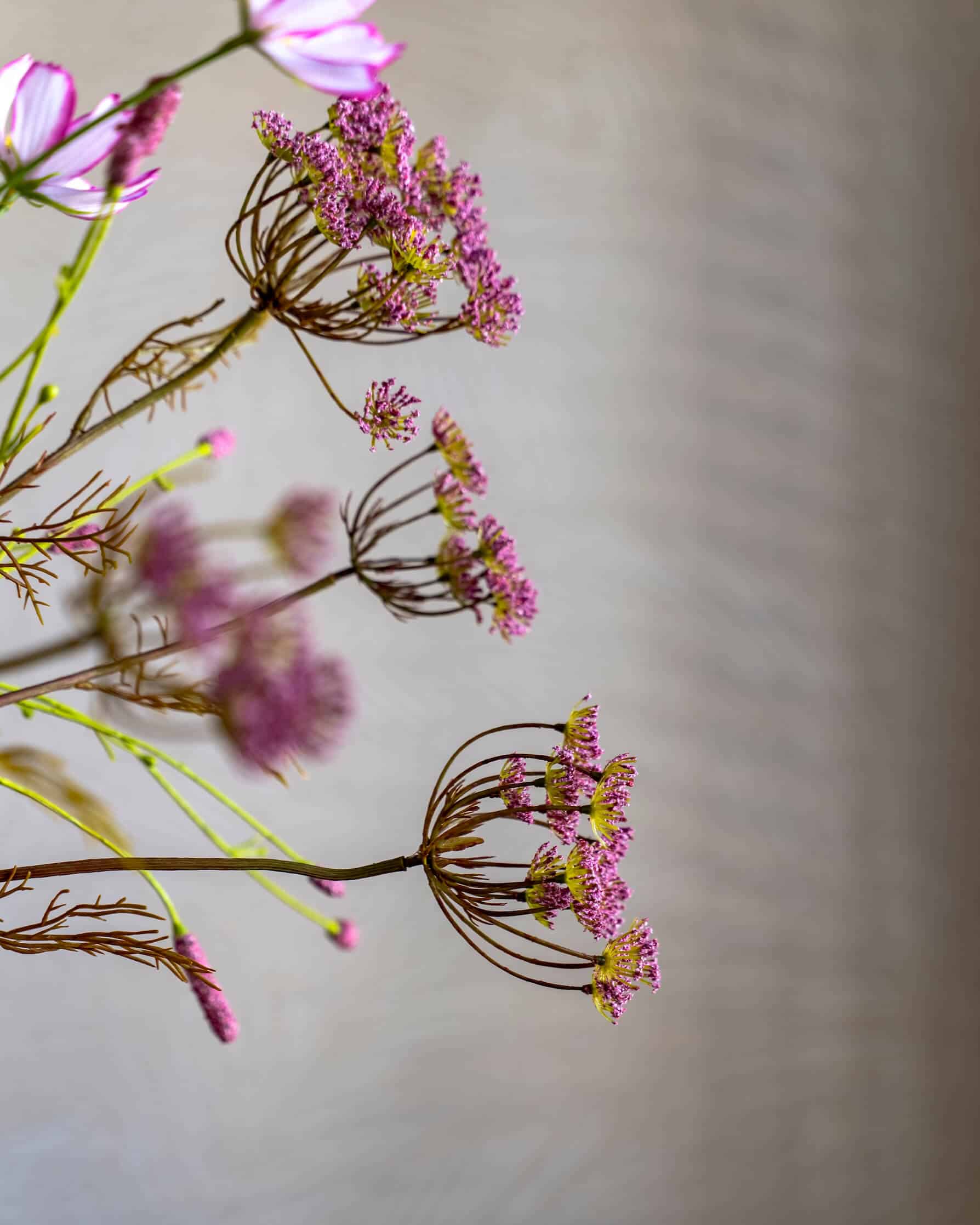 Close-up van paarse bloemen tegen een zacht dessinbehang, met speelse lijnen en structuur